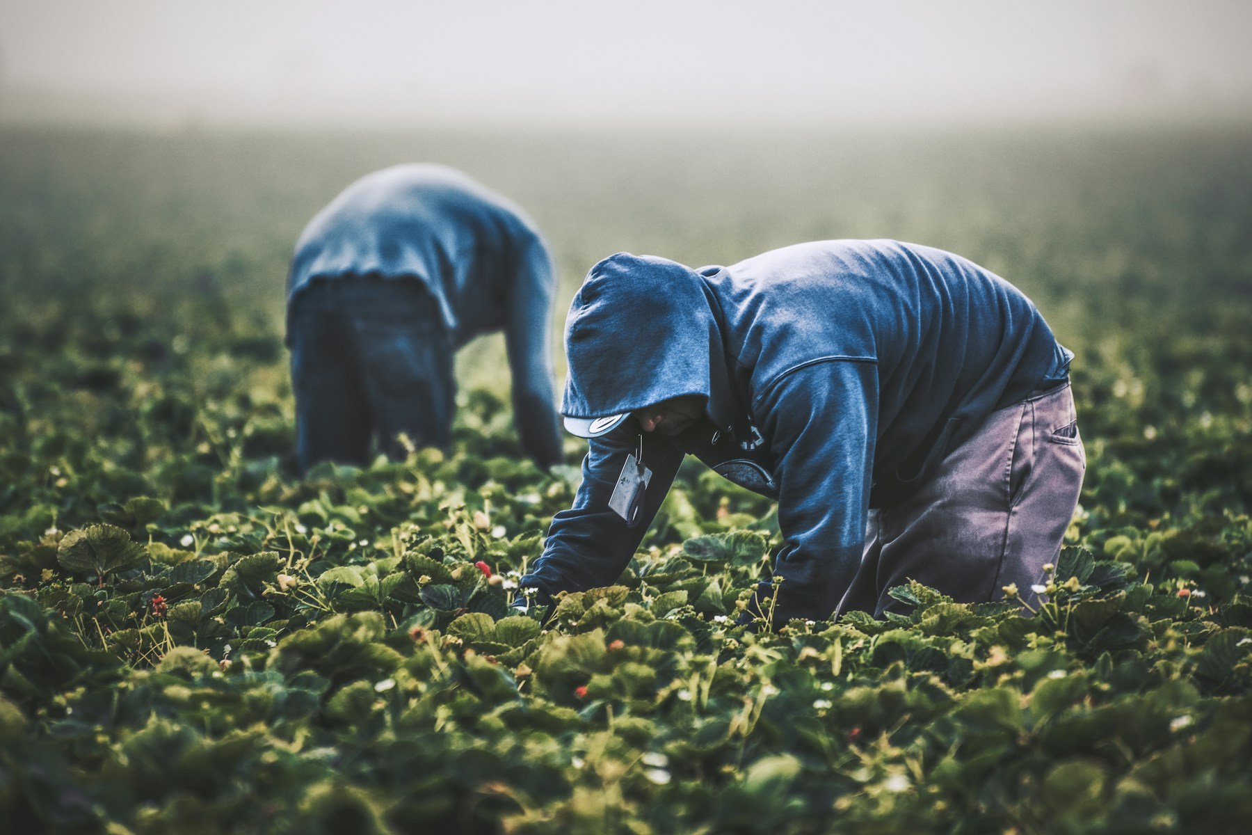 Agricultural workers harvesting crops